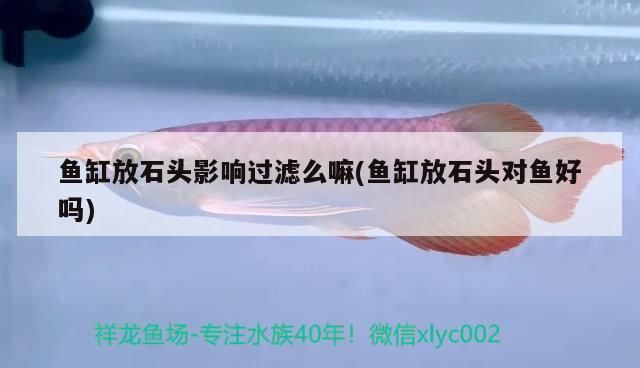 魚缸放石頭影響過濾么嘛(魚缸放石頭對魚好嗎) 魚缸放石頭影響過濾么嘛(魚缸放石頭對魚好嗎) 黃金貓魚百科