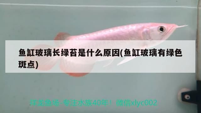 魚缸玻璃長綠苔是什么原因(魚缸玻璃有綠色斑點)