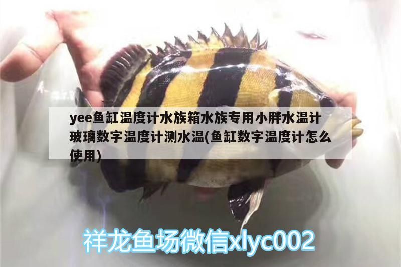 yee魚缸溫度計(jì)水族箱水族專用小胖水溫計(jì)玻璃數(shù)字溫度計(jì)測(cè)水溫(魚缸數(shù)字溫度計(jì)怎么使用)