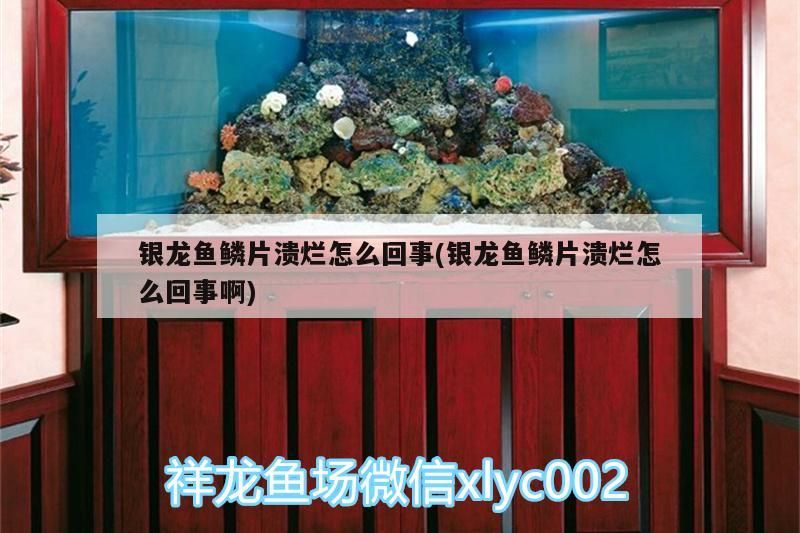 銀龍魚鱗片潰爛怎么回事(銀龍魚鱗片潰爛怎么回事啊)