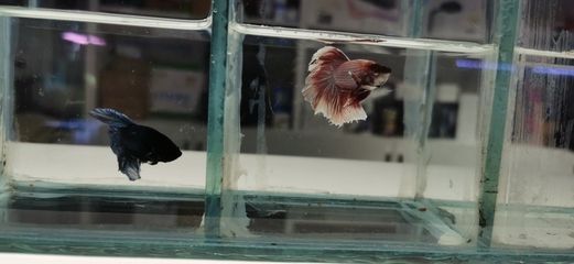 養魟魚幾天換一次水：養魟魚多久換一次水