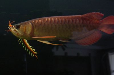 星點金龍魚適宜的光照時長：星點金龍魚光照強度調節方法