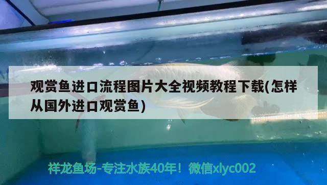 魚缸黑背景黑底可以養什么魚（臥室墻背景色是綠色,搭配什么 顏色窗簾）