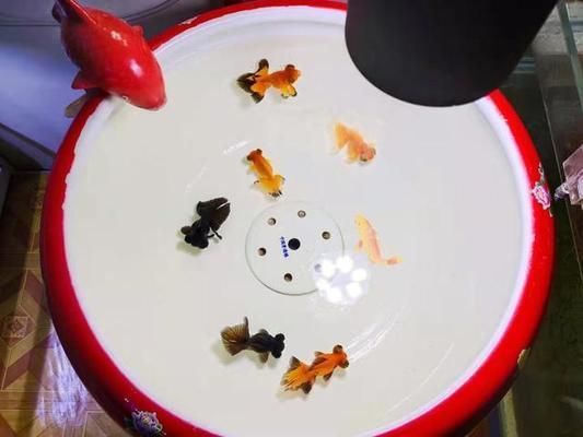 魚缸不用換水的原理是什么，活性炭在魚缸凈化中的作用