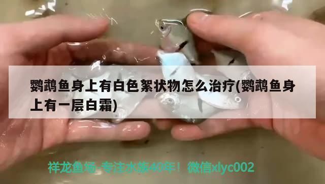 龍魚身上起了一層白霜是什么vs祥龍魚場(chǎng)：龍魚白霜病因及防治祥龍魚場(chǎng)龍魚常見疾病預(yù)防措施