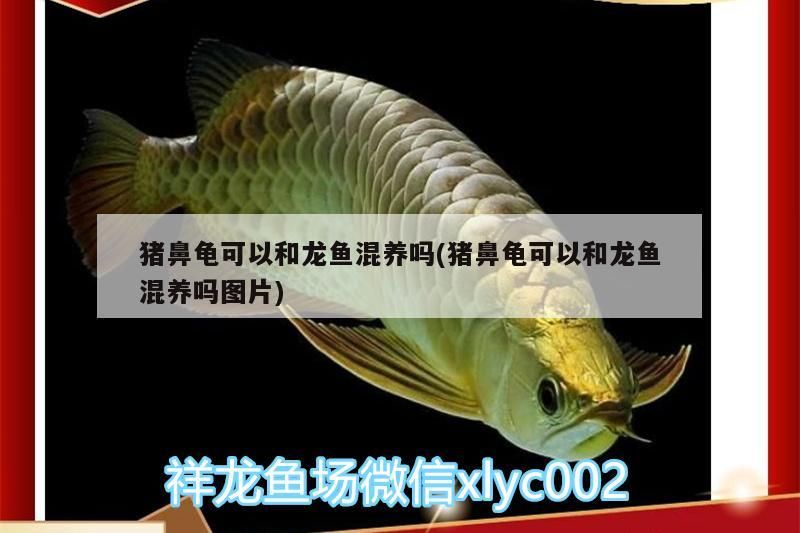 豬鼻龜可以和龍魚(yú)混養(yǎng)嗎(豬鼻龜可以和龍魚(yú)混養(yǎng)嗎圖片)