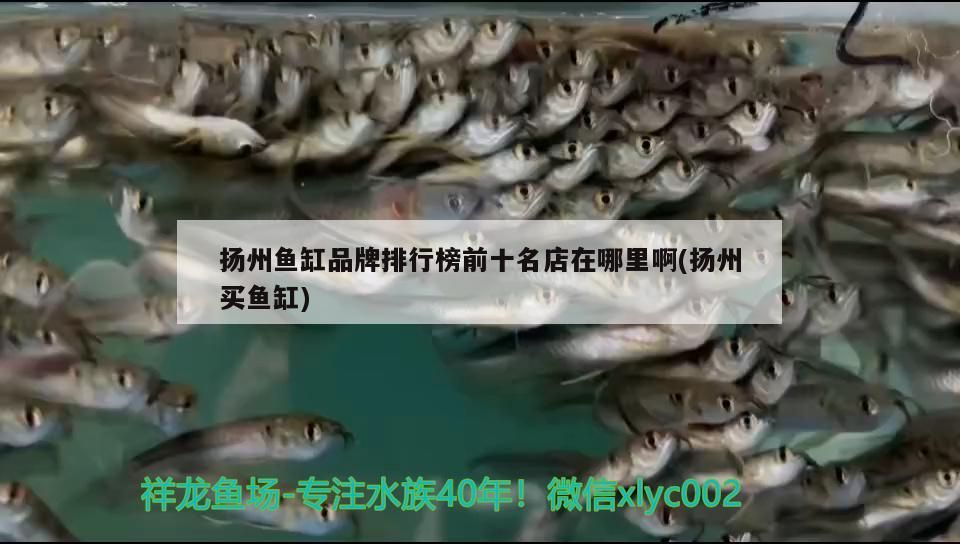 揚州魚缸品牌排行榜前十名店在哪里啊(揚州買魚缸)
