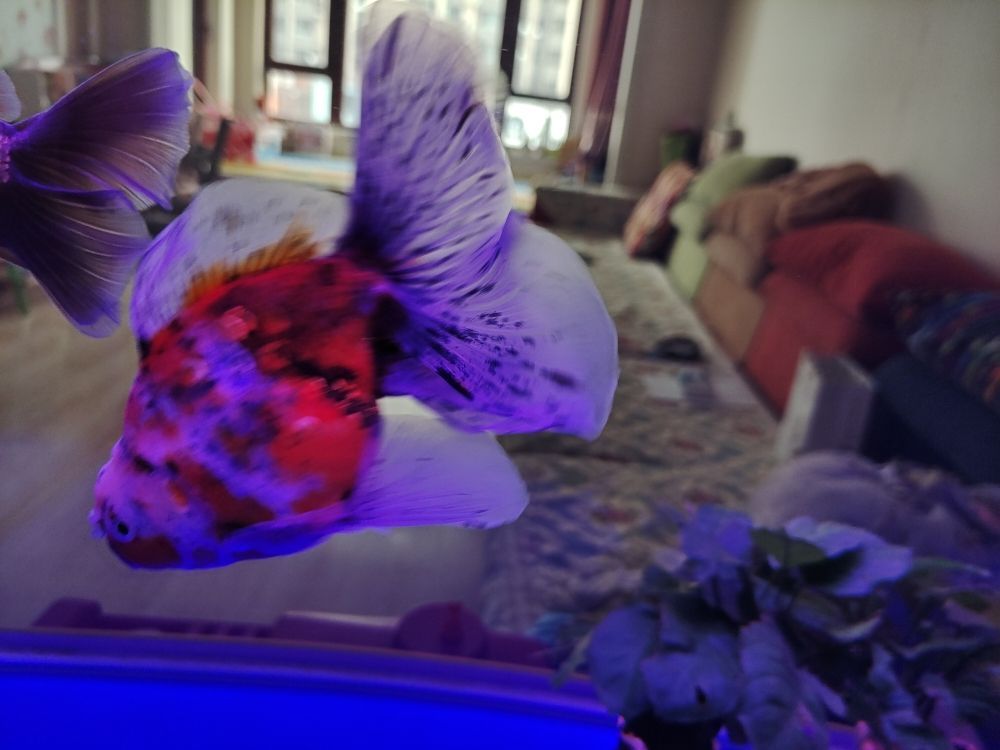 附近有沒有買魚缸的實體店地址 附近批發魚缸店地址