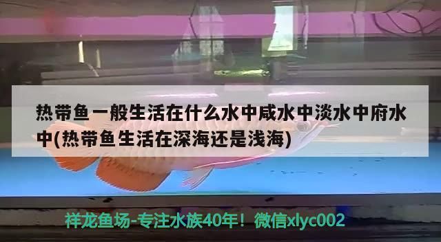 熱帶魚一般生活在什么水中咸水中淡水中府水中(熱帶魚生活在深海還是淺海)