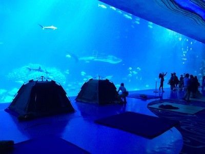 開一家水族館需要些什么東西（開一家水族館需要準備什么）