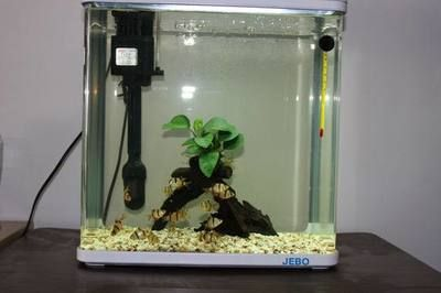 觀賞魚視頻全集完整版（熱帶觀賞魚的起源）