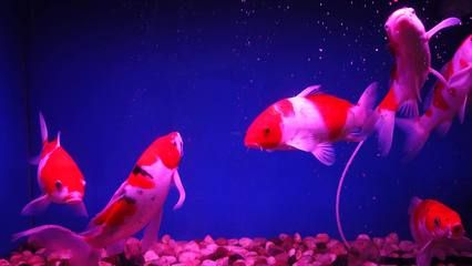 觀賞魚視頻全集完整版（熱帶觀賞魚的起源）