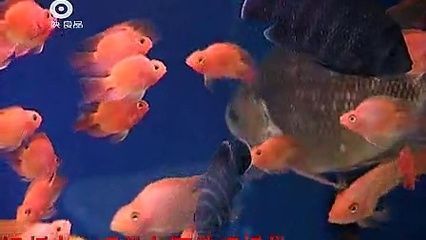觀賞魚視頻全集完整版（熱帶觀賞魚的起源）