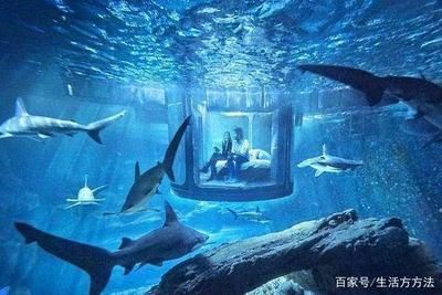 水族館靠什么盈利賺錢（水族館的盈利模式）