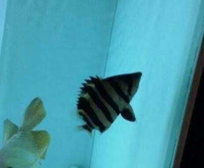 虎魚身上顏色一變就死了咋回事：虎魚的顏色一變就死了咋回事