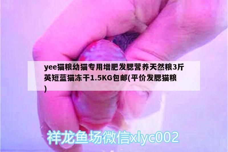 yee貓糧幼貓專用增肥發腮營養天然糧3斤英短藍貓凍干1.5KG包郵(平價發腮貓糧)