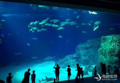 水族館英文怎么說（aquarium水族館）