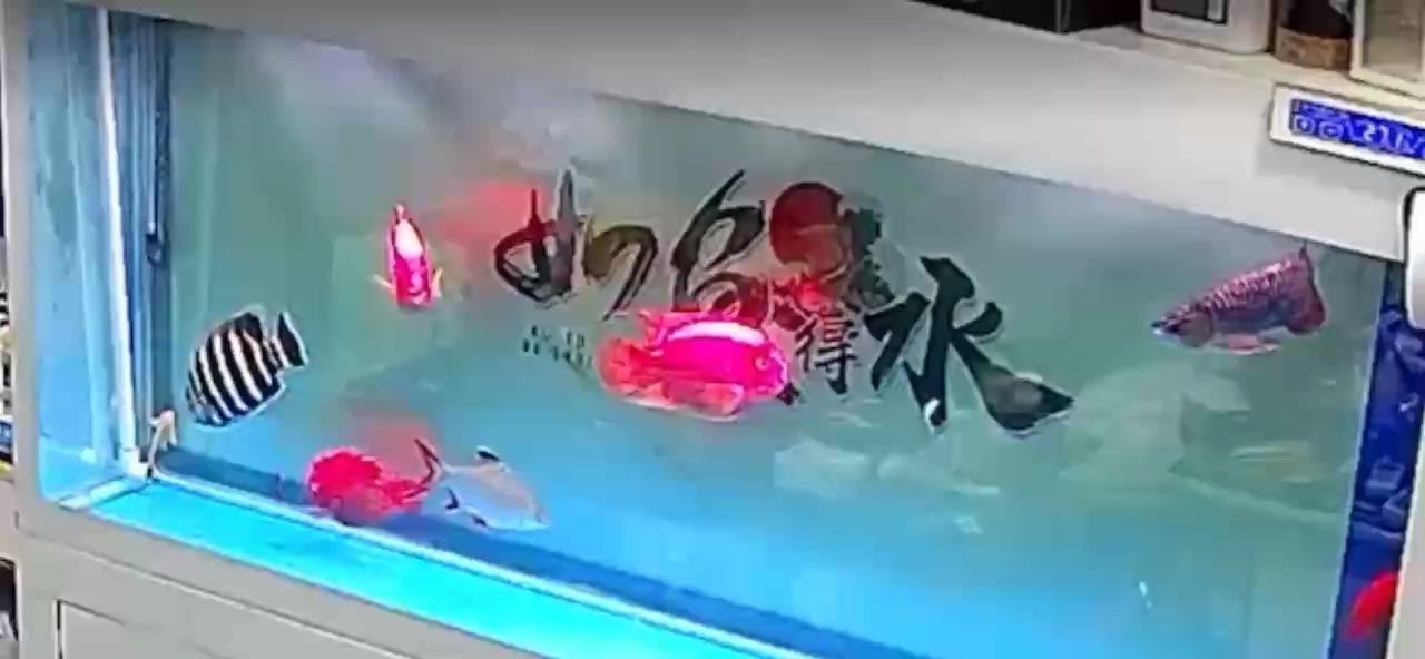 求教各位大佬、你們的龍魚冬天食欲會減嗎？