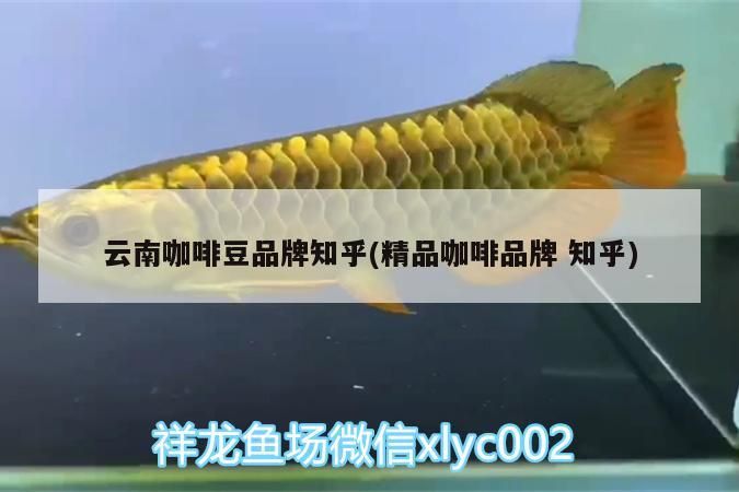 云南咖啡豆品牌知乎(精品咖啡品牌知乎)