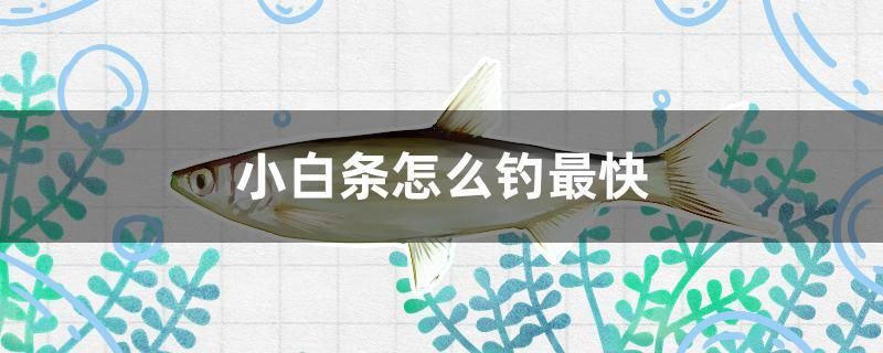 小白條怎么釣最快
