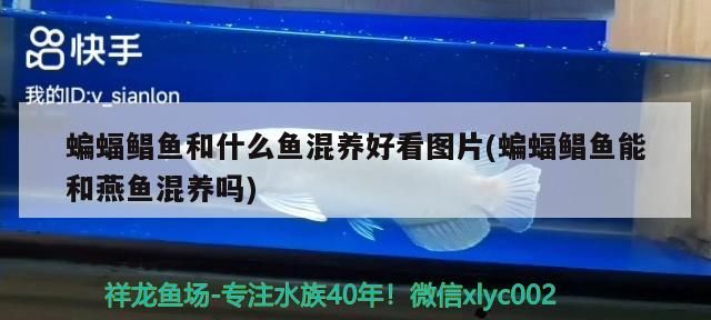 蝙蝠鯧魚和什么魚混養好看圖片(蝙蝠鯧魚能和燕魚混養嗎)
