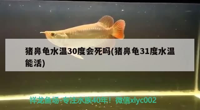 我的虎魚(yú)真菌感染了要怎么處理 豬鼻龜水溫30度會(huì)死嗎(豬鼻龜31度水溫能活) 豬鼻龜百科 豬鼻龜水溫30度會(huì)死嗎(豬鼻龜31度水溫能活) 豬鼻龜水溫30度會(huì)死嗎(豬鼻龜31度水溫能活) 豬鼻龜百科