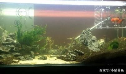 龍魚(yú)缸測(cè)水質(zhì)，龍魚(yú)缸檢測(cè)水質(zhì)的方法
