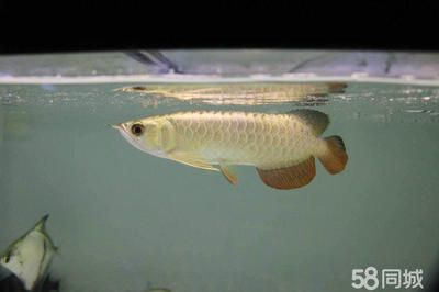 龍魚缸測水質，龍魚缸檢測水質的方法