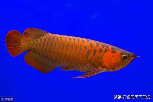 龍魚不吃食了是什么原因vs祥龍魚場：龍魚不吃食可能是由于多種原因導致的 龍魚不吃食了是什么原因vs祥龍魚場：龍魚不吃食可能是由于多種原因導致的 vs祥龍魚場 第3張