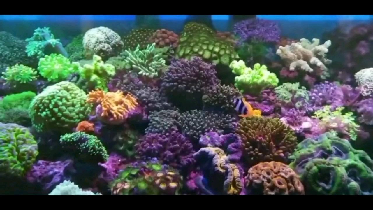 totto養出來的海底世界
