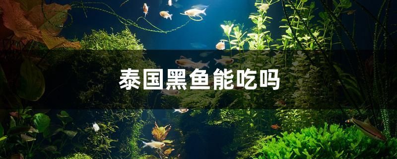 泰國黑魚能吃嗎