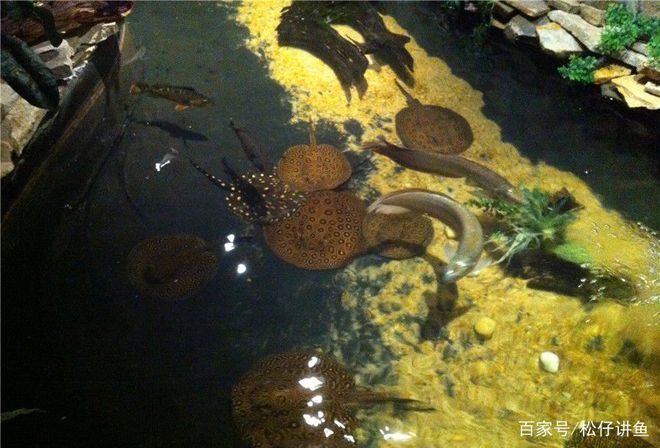 魟魚魚池：魟魚魚池的建設(shè)與養(yǎng)護(hù)
