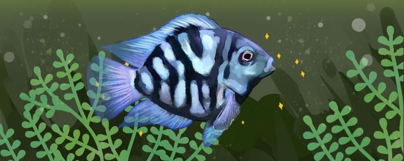 黃島魚缸批發市場在哪里啊電話多少（黃島魚市批發市場）