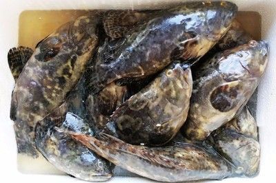 紅頭魚是野生的嗎（紅頭魚是一種生活在海洋中的海洋生態保護的重要性）