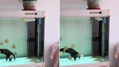 過背金龍魚能長多長的魚苗呢怎么養活的：如何判斷過背金龍魚健康，過背金龍魚常見疾病防治