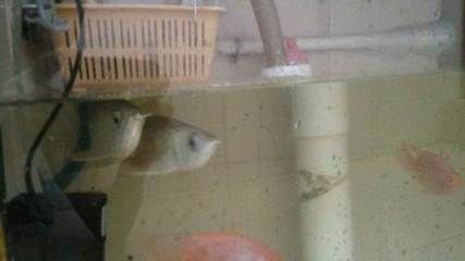 過背金龍魚能長多長的魚苗呢怎么養活的：如何判斷過背金龍魚健康，過背金龍魚常見疾病防治