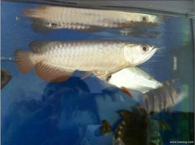過背金龍魚能長多長的魚苗呢怎么養活的：如何判斷過背金龍魚健康，過背金龍魚常見疾病防治