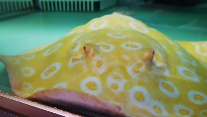 白文黑帝魟魚價(jià)錢高嗎:白紋黑帝魟魚價(jià)格是多少 魟魚百科 第1張 白文黑帝魟魚價(jià)錢高嗎:白紋黑帝魟魚價(jià)格是多少 白文黑帝魟魚價(jià)錢高嗎:白紋黑帝魟魚價(jià)格是多少 魟魚百科 第1張