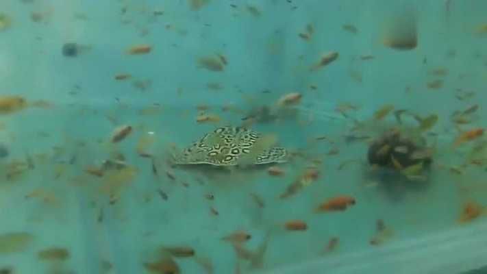 白文黑帝魟魚價(jià)錢高嗎:白紋黑帝魟魚價(jià)格是多少 魟魚百科 第2張 白文黑帝魟魚價(jià)錢高嗎:白紋黑帝魟魚價(jià)格是多少 白文黑帝魟魚價(jià)錢高嗎:白紋黑帝魟魚價(jià)格是多少 魟魚百科 第2張
