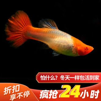 觀賞魚孔雀魚繁殖視頻（孔雀魚的繁殖技術(shù)）