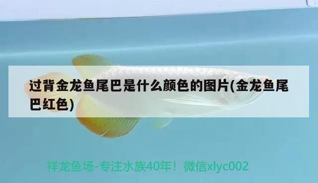 過背金龍魚尾巴是什么顏色的圖片(金龍魚尾巴紅色)