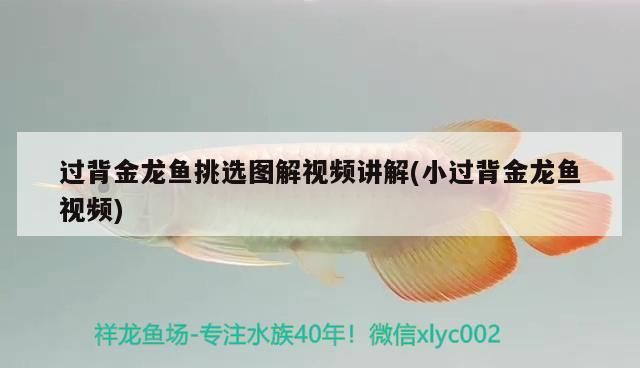 過背金龍魚挑選圖解視頻講解(小過背金龍魚視頻)