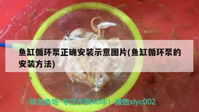 魚缸循環泵正確安裝示意圖片(魚缸循環泵的安裝方法) 魚缸循環泵正確安裝示意圖片(魚缸循環泵的安裝方法) iwish愛唯希品牌魚缸