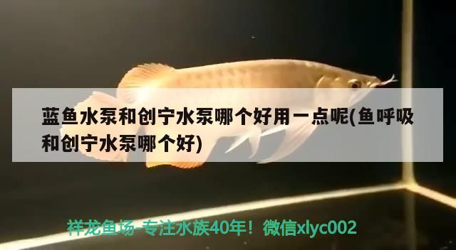 藍魚水泵和創寧水泵哪個好用一點呢(魚呼吸和創寧水泵哪個好)