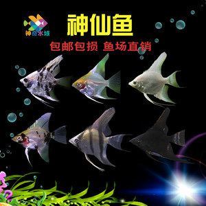紅頭觀賞魚燕魚多少錢（紅頭觀賞魚燕魚價格）