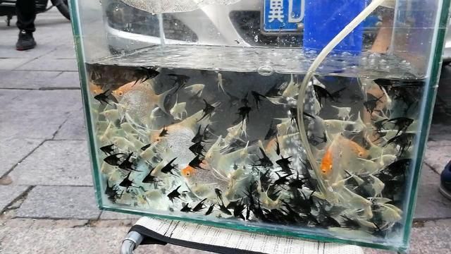 紅頭觀賞魚燕魚多少錢（紅頭觀賞魚燕魚價格）