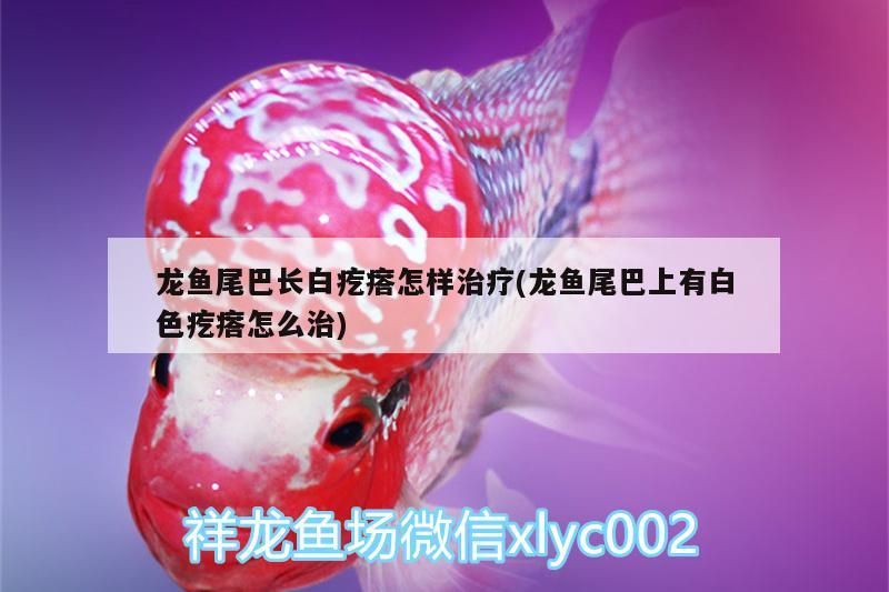 龍魚尾巴長白疙瘩怎樣治療(龍魚尾巴上有白色疙瘩怎么治)