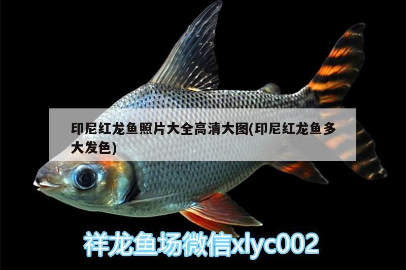 印尼紅龍魚照片大全高清大圖(印尼紅龍魚多大發色)