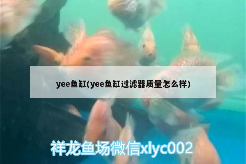 魚缸過濾器選購指南:自制魚缸過濾器魚缸上置過濾器對于養魚愛好者的必備知識 yee魚缸(yee魚缸過濾器質量怎么樣) yee yee魚缸(yee魚缸過濾器質量怎么樣) yee魚缸(yee魚缸過濾器質量怎么樣) yee