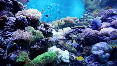 開一家水族館需要些什么手續(xù)呢：開一家水族館需要辦理哪些手續(xù)